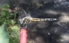 Pachydiplax longipennis