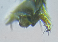 Pristiphora abietina