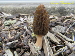 Morchella importuna