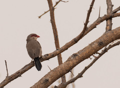 Estrilda troglodytes