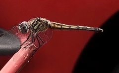 Pachydiplax longipennis