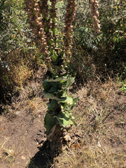 Verbascum simplex