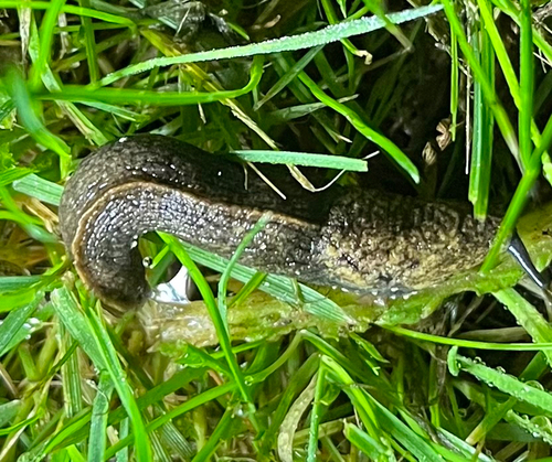 Tandonia budapestensis observed 2026-10-04