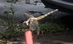 Pachydiplax longipennis