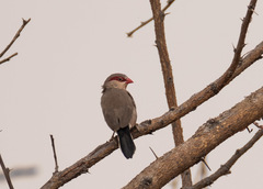 Estrilda troglodytes