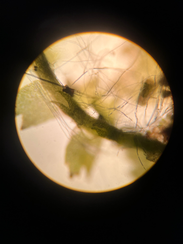 Geocalyx graveolens, 2026-10-04