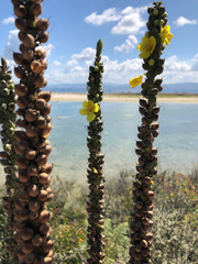 Verbascum simplex