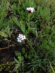 Stevia mandonii