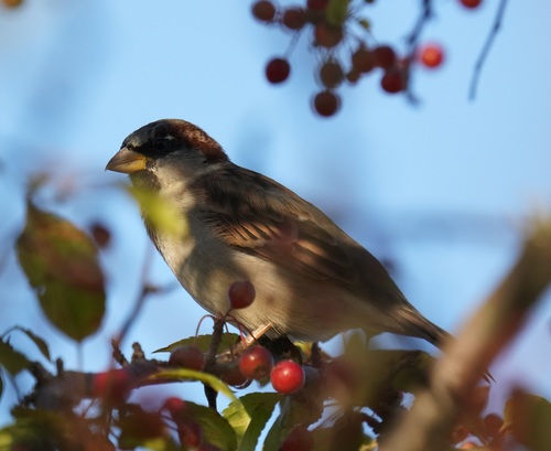 House Sparrow