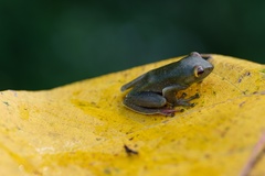 Zhangixalus prominanus