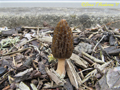Morchella importuna