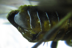 Pristiphora abietina