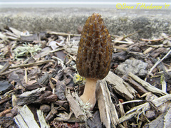 Morchella importuna