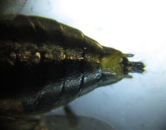 Pristiphora abietina