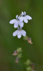Lobelia spicata