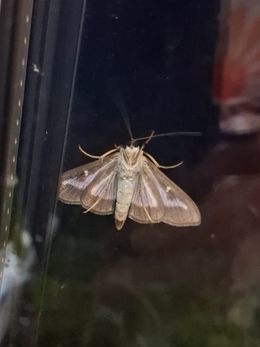 Box Tree Moth
