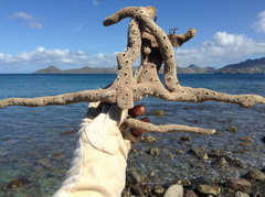 Amphimedon compressa