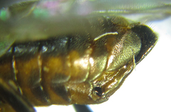 Pristiphora abietina