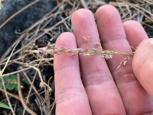Eragrostis unioloides observed 2026-10-04