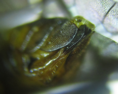 Pristiphora abietina