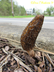 Morchella importuna