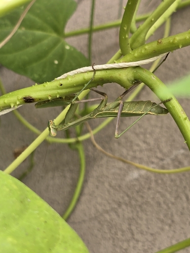 Arizona Mantis