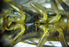 Pristiphora abietina