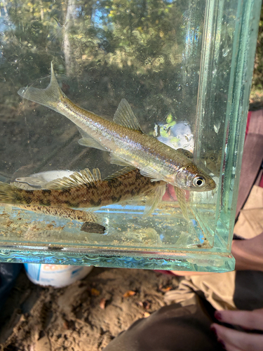 Redfin Shiner