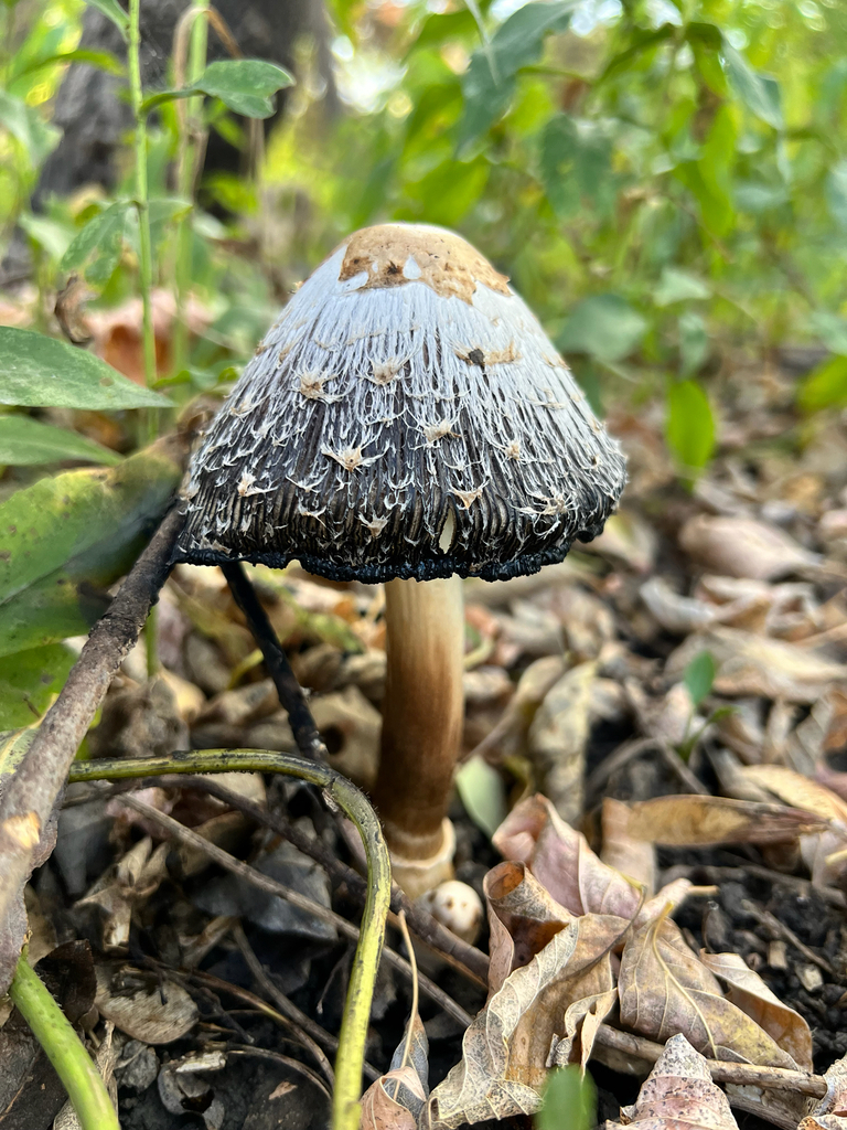 Shaggy Mane · October 2026 · photo: Photo: (c) Lisa Swan, some rights reserved (CC BY) · iNaturalist