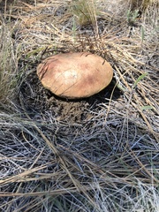 Boletus rex-veris
