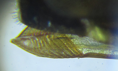 Pristiphora abietina