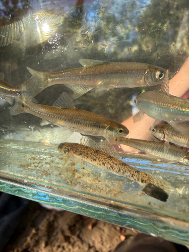 Bluntnose Minnow