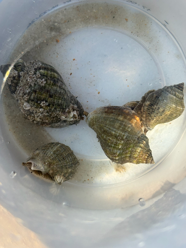 Thais haemastoma floridana, 2026-09-27