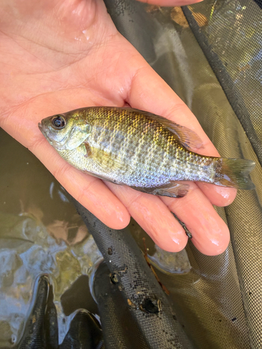 Bluegill