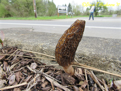 Morchella importuna