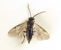 Pristiphora abietina