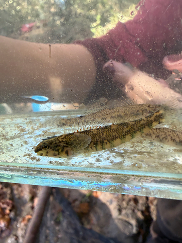 Banded Darter