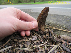 Morchella importuna