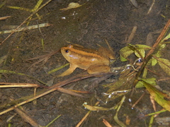 Occidozyga lima