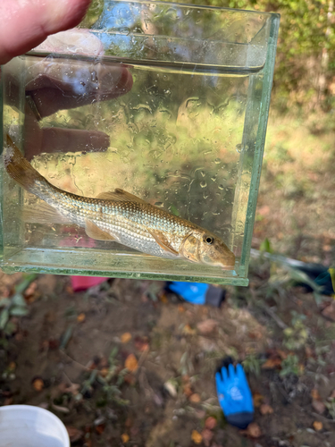 Northern Hog Sucker