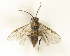 Pristiphora abietina