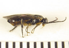 Pristiphora abietina