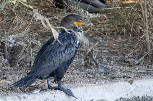 Double-crested Cormorant