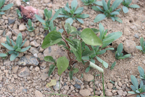 Amaranthus dubius observed 2026-10-02