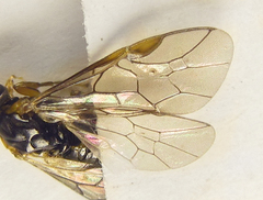 Pristiphora abietina