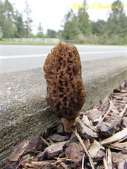 Morchella importuna
