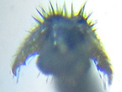 Pristiphora abietina