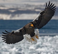 Steller's Sea Eagle photo 5