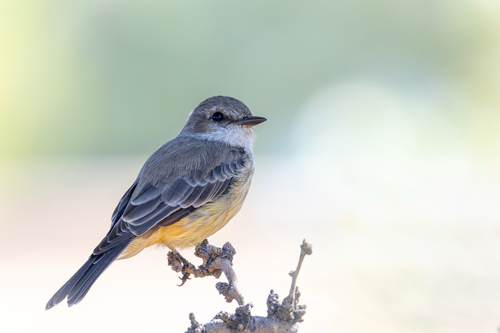 Vermilion Flycatcher
