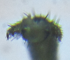 Pristiphora abietina